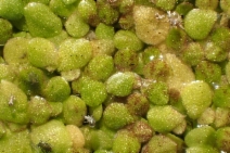 Lemna gibba