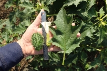 Datura stramonium