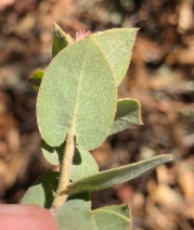 Arctostaphylos luciana