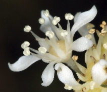 Whipplea modesta