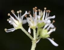 Whipplea modesta