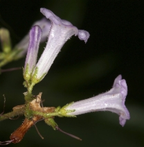 Eriodictyon californicum
