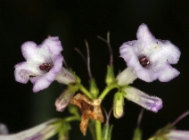 Eriodictyon californicum