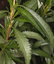 Eriodictyon californicum