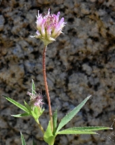 Trifolium longipes