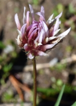 Trifolium longipes