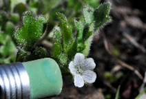 Nemophila pedunculata