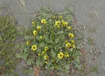 Arctotheca calendula