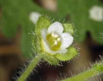 Eucrypta chrysanthemifolia