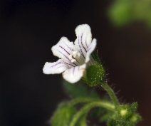 Eucrypta chrysanthemifolia