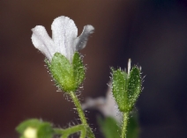 Eucrypta chrysanthemifolia var. chrysanthemifolia