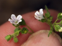 Eucrypta chrysanthemifolia