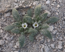 Nama californicum