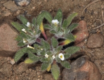 Nama californicum