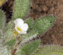 Nama californicum