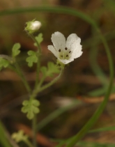 Nemophila heterophylla