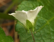 Nemophila heterophylla