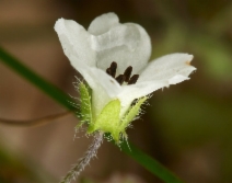 Nemophila heterophylla