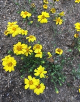 Pentachaeta fragilis