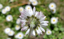Bellis perennis