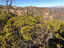 Arctostaphylos pungens