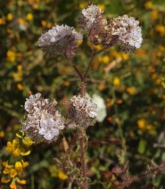 Phacelia cicutaria var. hispida