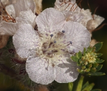 Phacelia cicutaria var. hispida