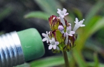 Plectritis macrocera