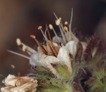 Phacelia egena