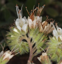 Phacelia egena