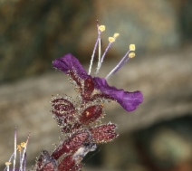 Phacelia greenei