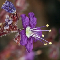 Phacelia greenei