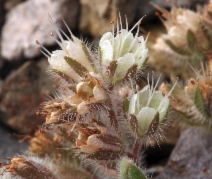 Phacelia hastata