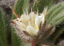 Phacelia hastata