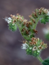 Phacelia heterophylla ssp. virgata