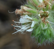 Phacelia heterophylla ssp. virgata