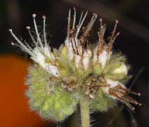 Phacelia imbricata