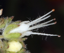 Phacelia imbricata