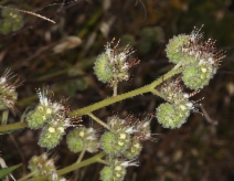 Phacelia imbricata