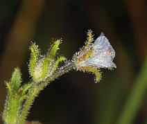Phacelia leonis