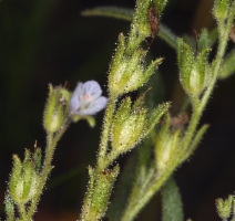 Phacelia leonis