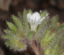 Phacelia phacelioides