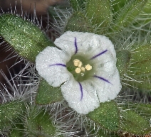 Phacelia phacelioides
