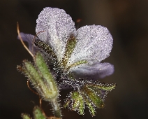 Phacelia pringlei