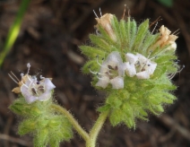 Phacelia ramosissima