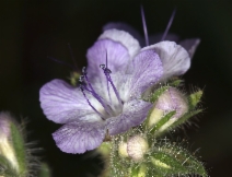 Phacelia distans