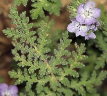 Phacelia distans