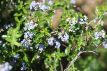 Ceanothus foliosus var. vineatus