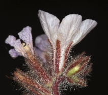 Phacelia vallis-mortae