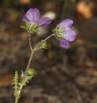 Pholistoma auritum var. auritum
